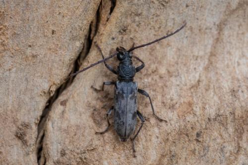 Réf. 250 713 : Derolus arciferus